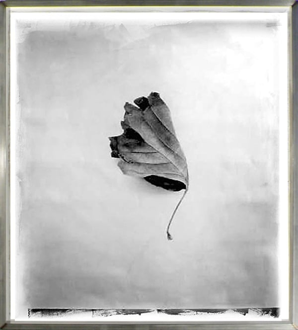 Stephen Inggs Leaf Hackelbury Fine Art