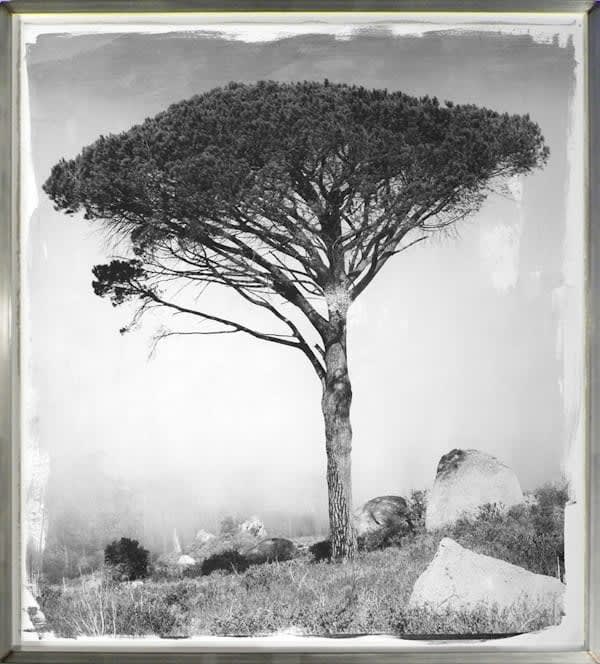 Stephen Inngs Stone Pine 2 Hackelbury Fine Art