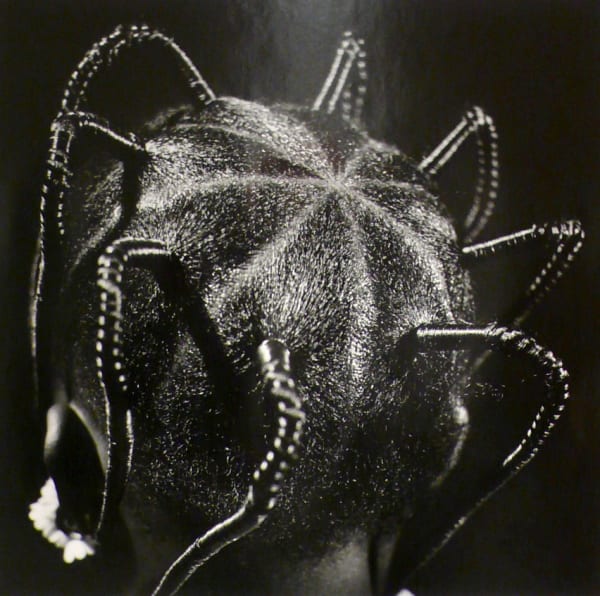 J.D. Okhai Ojeikere, Star Koroba, 1971