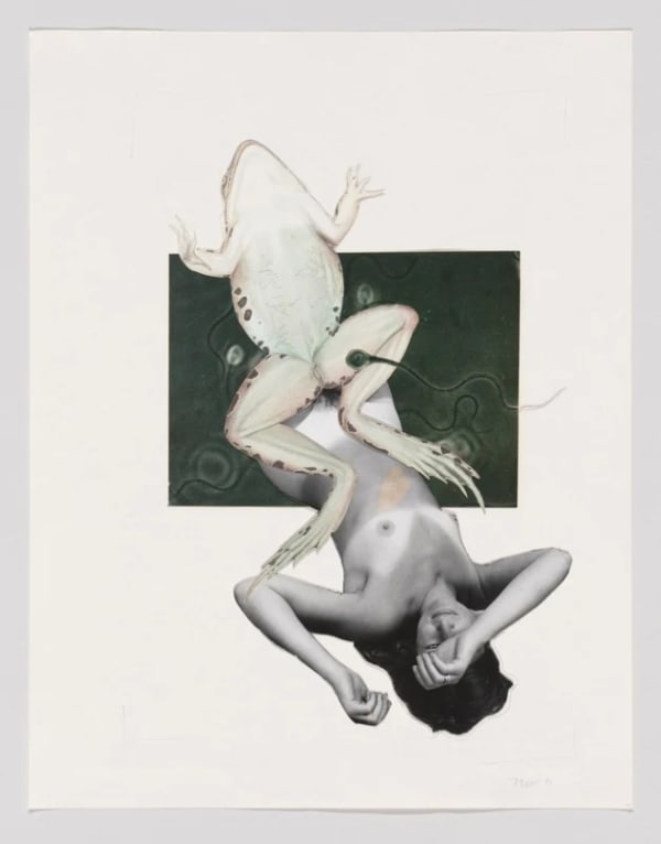 Joanne Leonard Untitled (Joanne, frog, and sperm) (1973) (courtesy Whitney Museum of American Art, New York; gift of Jeremy Stone)
