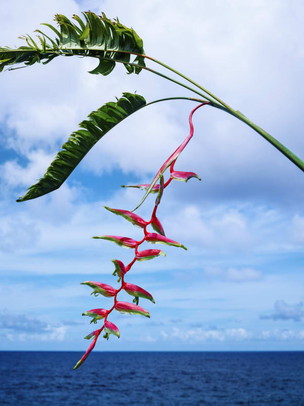 David LaChapelle, Magenta Heliconia No. 1, 2019