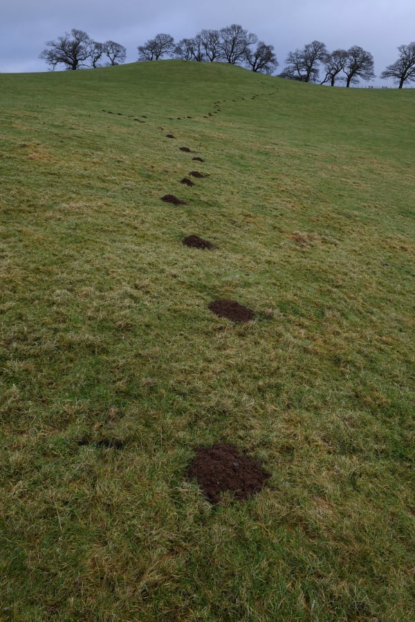 Mole Hills, Andy Goldsworthy