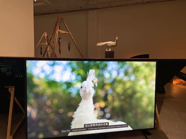 蔡咅璟〈珍鳥園計畫〉,2021(攝影:張晴文)