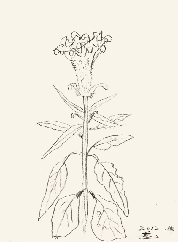 44 Untitled 2012 Pencil On Paper 42 X 29 7 Cm