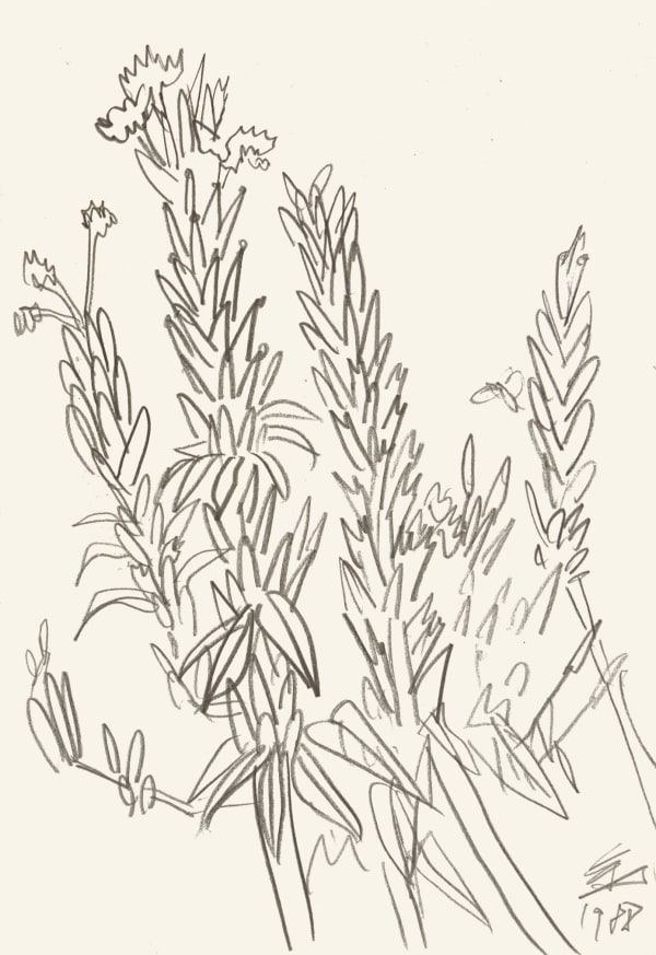 49 Johyun Gallery Kim Chong Hak Prim Rose 1988 Pencil Drawing On Paper 34 9 X 24 1 Cm