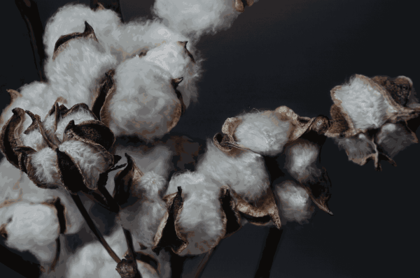 Kang Kang Hoon Cotton 2024 Oil on Canvas 193.9x130.3cm 25,000USD