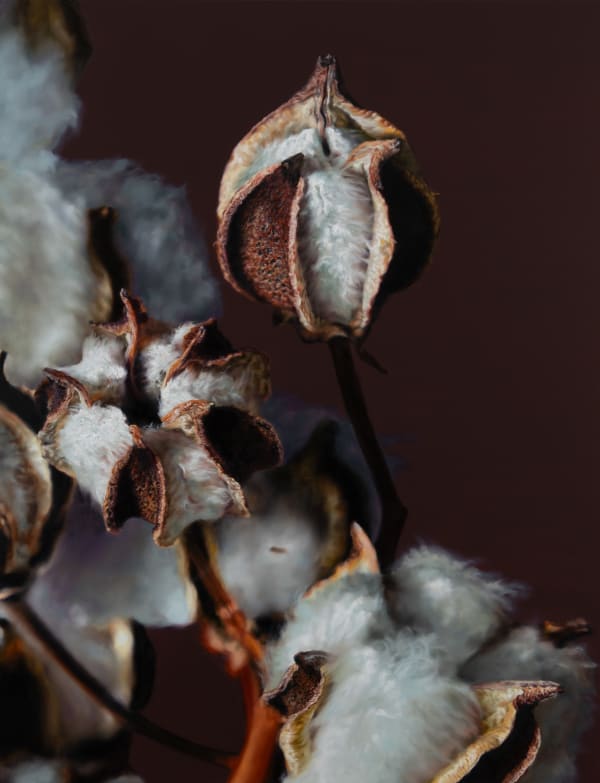 Kang Kang Hoon Cotton(251127), 2025 Oil on canvas 145.5 x 112 cm $18,000 USD