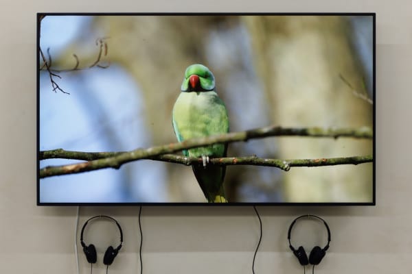 Adham Faramawy, Proposal for a Parakeet's Garden, 2022. Installation view of 'Testament' at Goldsmiths Centre for Contemporary Art, London.