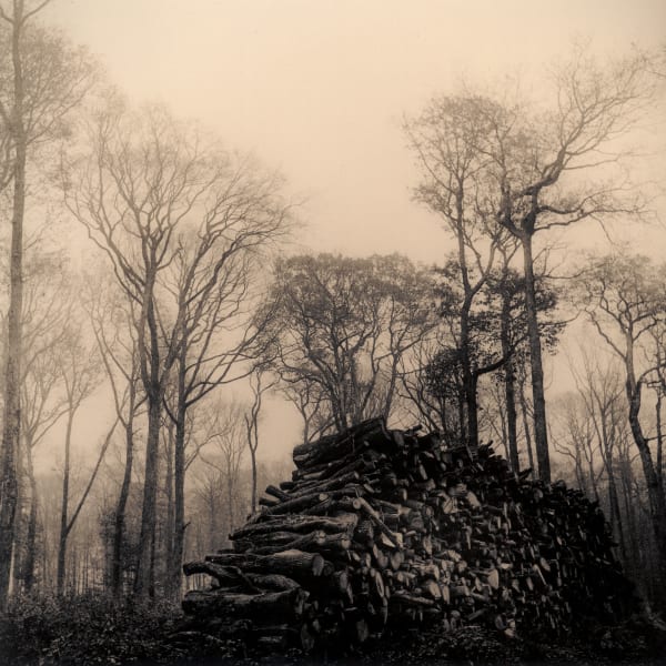 Belleme Forest In Fog