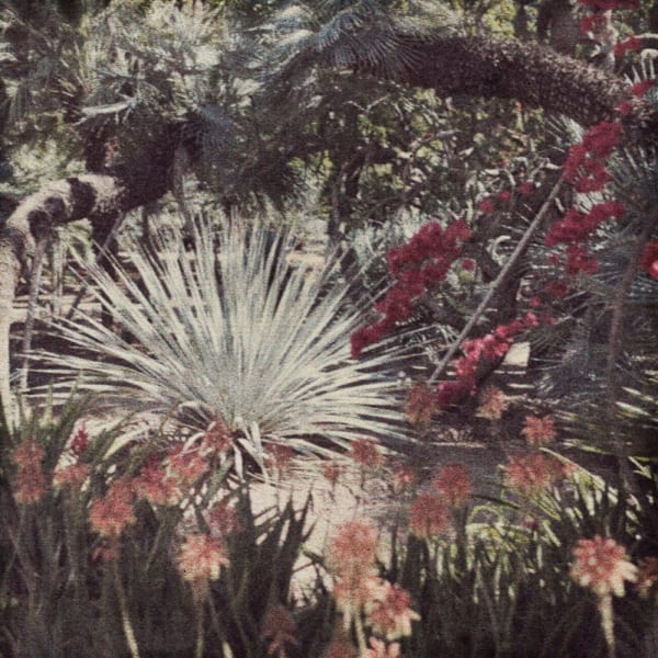 Flore, LuxurianceTirage pigmentaire avec ajout de nacre, 60 x 60 cm