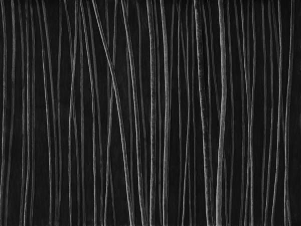 Untitled, charcoal on paper, 153 x 200 cm, 2025
