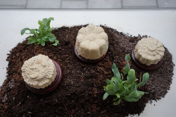 Victoria Pham Three Moons On Pedestals 2025 Cast Mycelium Mooncakes On Amber Stained Antique Vase Stands Variable Mooncakes 10 Cm X 10 Cm X 10Cm On 3 Medium Stands