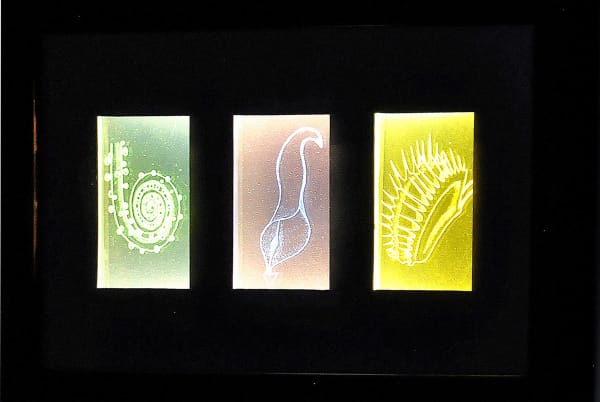 Delphine Buysse Carnivorous Plants