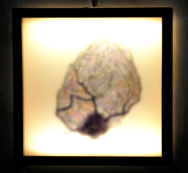 Delphine Buysse Jericho S Rose 1