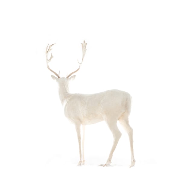 White Into The White , 2016