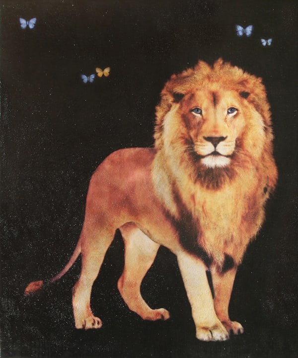 Blue Eyed Lion, 2017