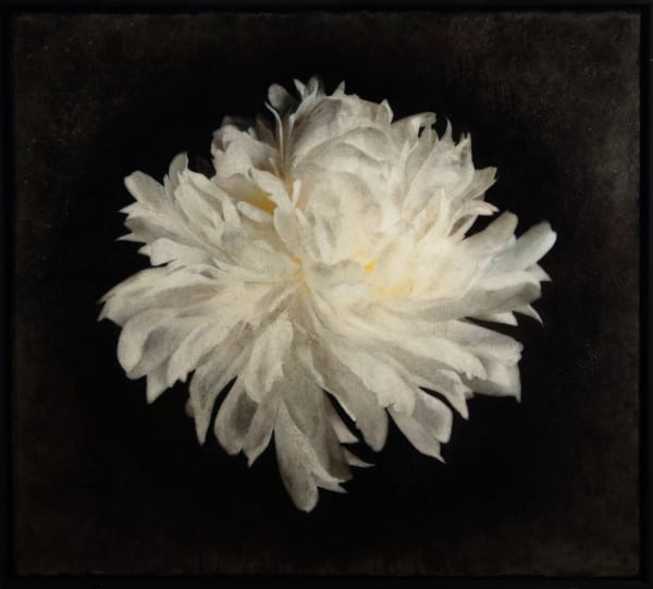 Breath White Peony, 2021