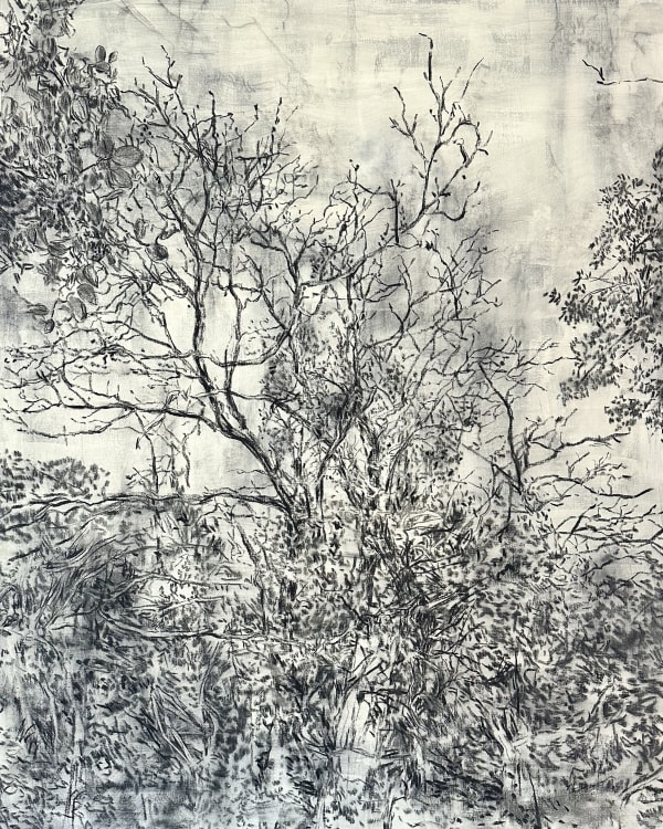 Chantry Woods I, 2025