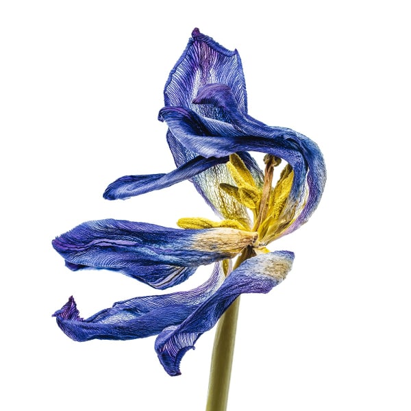 Floral studies Illuminated series One Last Dance number four Steve Gallagher