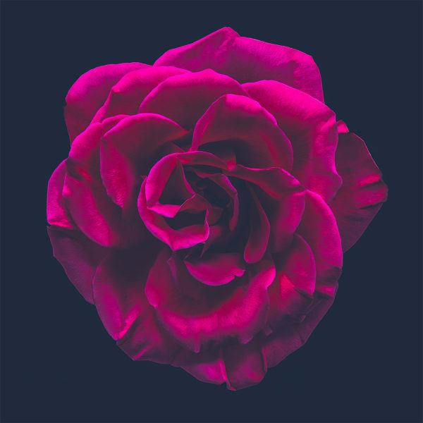 Floral studies Rose Study number two Steve Gallagher