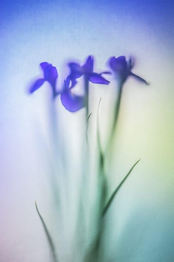 Revealed series number two Steve Gallagher