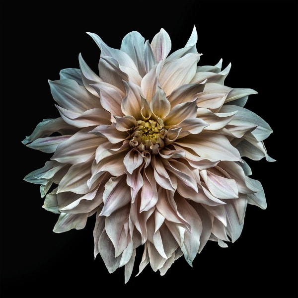 Floral studies Dahlia series Fire WIthin Steve Gallagher