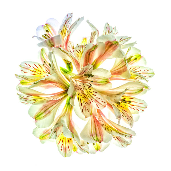 Floral studies Illuminated series One Last Dance number two Steve Gallagher