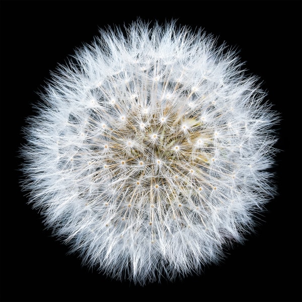 Floral studies Portrait series Dandelion Steve Gallagher