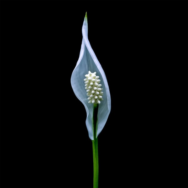 Floral studies Portrait series Peace Lily Steve Gallagher