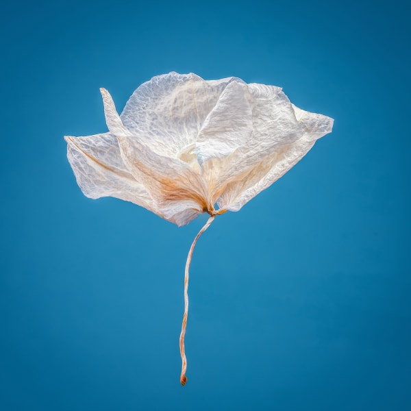 Floral studies Portrait series Orchid on Blue Steve Gallagher