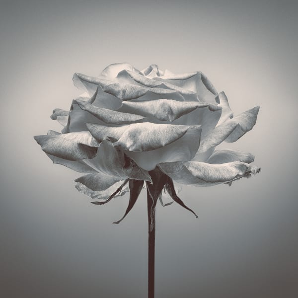 Floral studies Rose series Rose Study number two Steve Gallagher