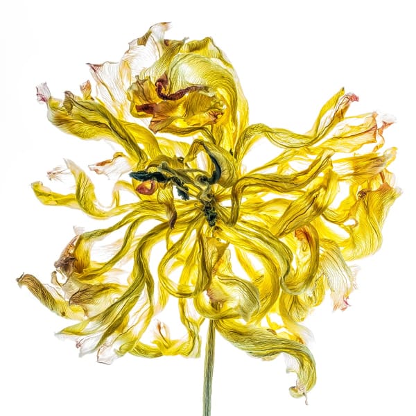 Floral studies Illuminated series One Last Dance number four Steve Gallagher