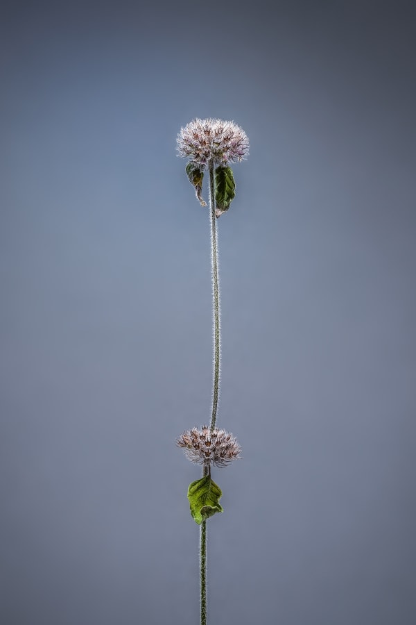 Floral studies Monochrome Along the River Adur number two Steve Gallagher