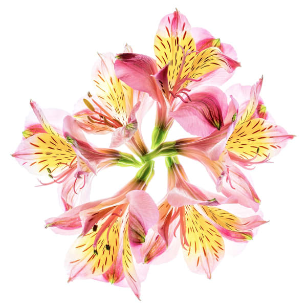 Floral studies Illuminated series One Last Dance number four Steve Gallagher