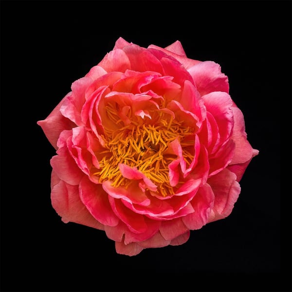 Floral studies Portrait series Peony number one Steve Gallagher