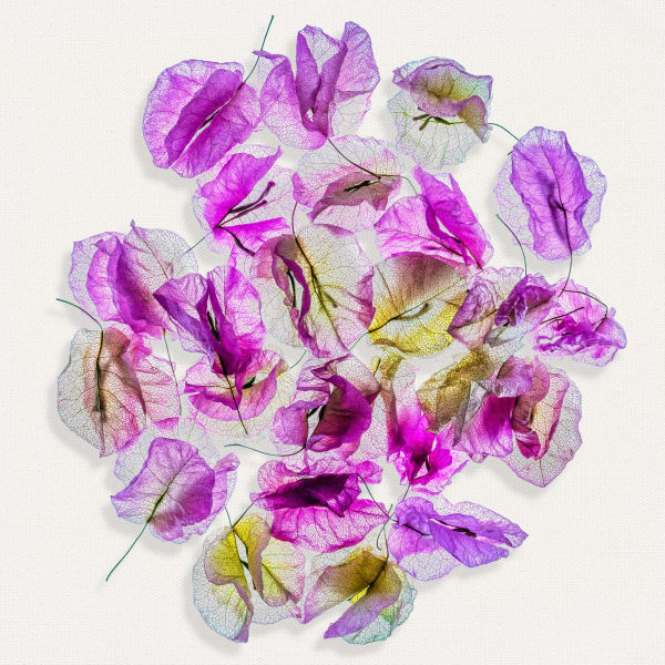 Floral studies Illuminated series One Last Dance number one Steve Gallagher