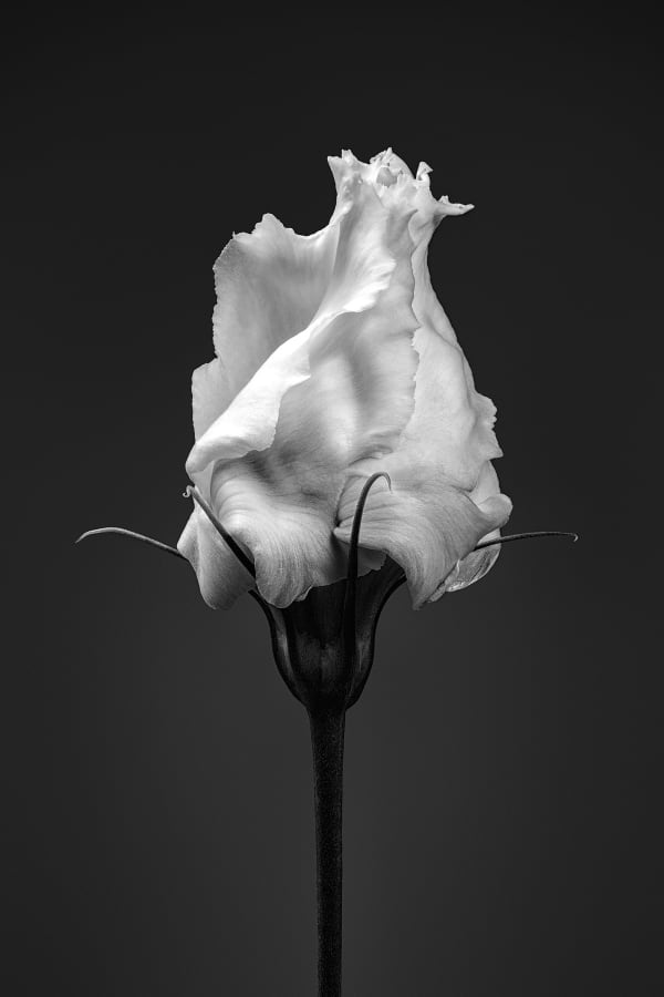 Floral studies Monochrome Bloom number two Steve Gallagher