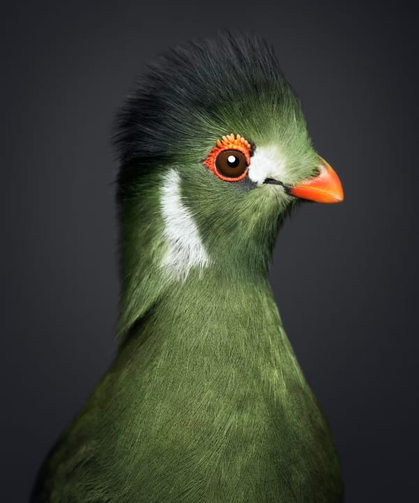 Photo Basel Vincent Lagrange, The Guinea Turaco, 46 x 40 cm