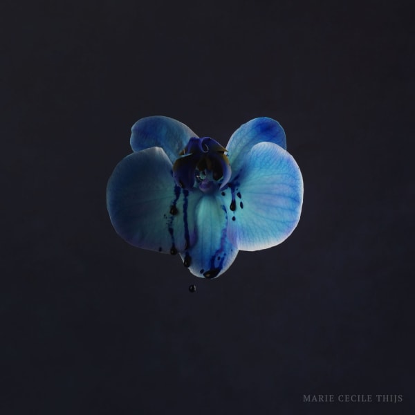 Marie Cecile Thijs, Blue Orchid