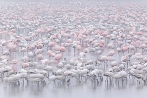 Ingo Arndt, Lesser Flamingos