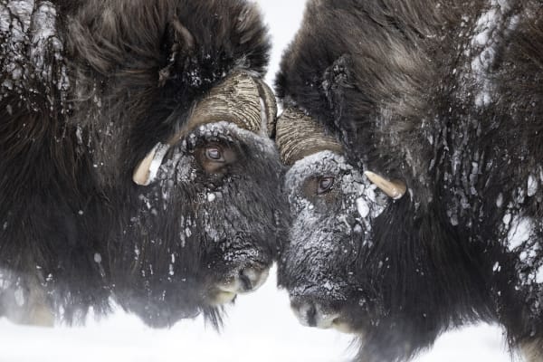KunstRAI Amsterdam Ingo Arndt, Muskox II, Norway