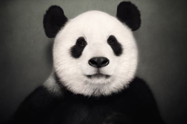 Vincent Lagrange, Giant Panda