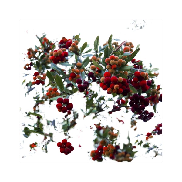 Ralf Peters, Yangmei (Chinese Balls) , 2017