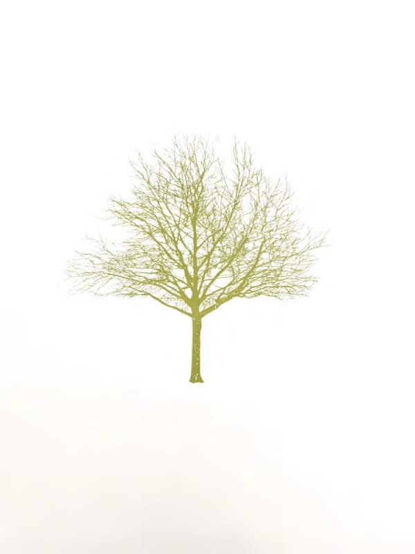 Eamon O'Kane, Green Tree , 2025
