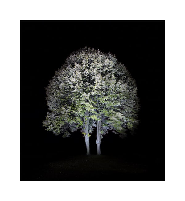 Ralf Peters, Night Colours - Baum 2, 2010