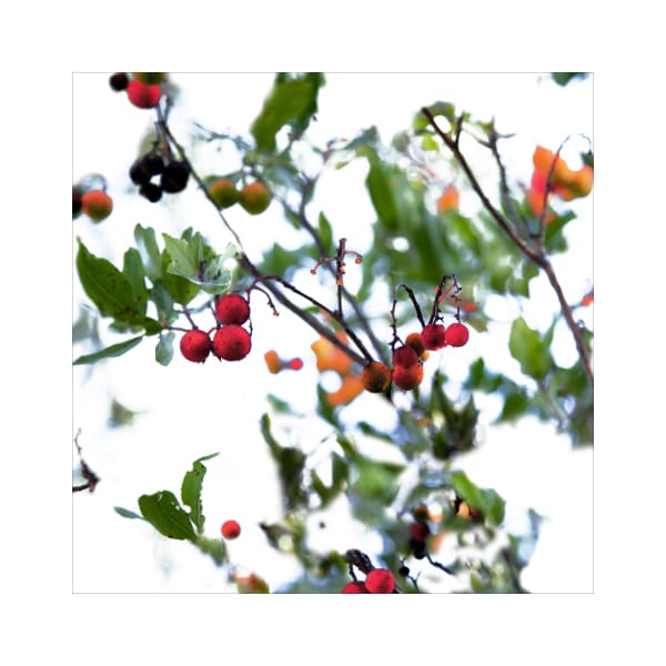 Ralf Peters, Yangmei (Chinese Balls), 2017