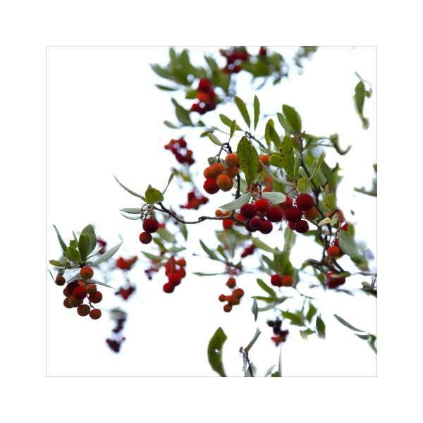 Ralf Peters, Yangmei (Chinese Balls) , 2017