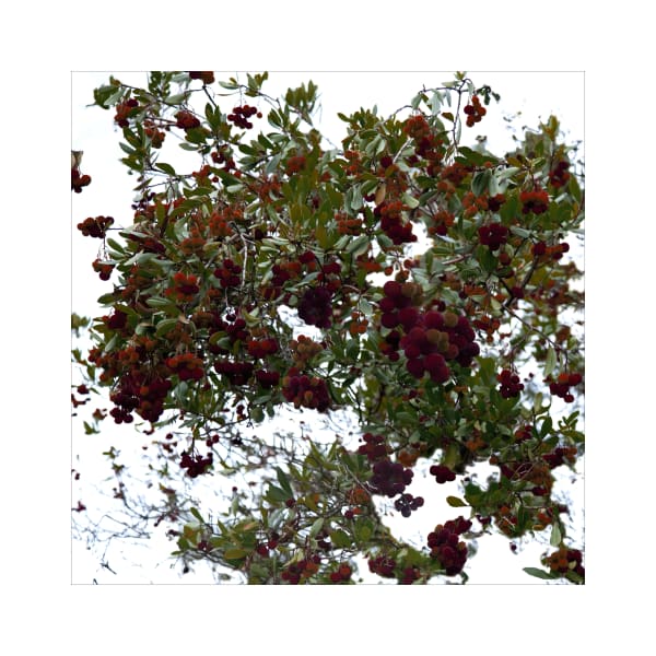 Ralf Peters, Yangmei (Chinese Balls) #300, 2017