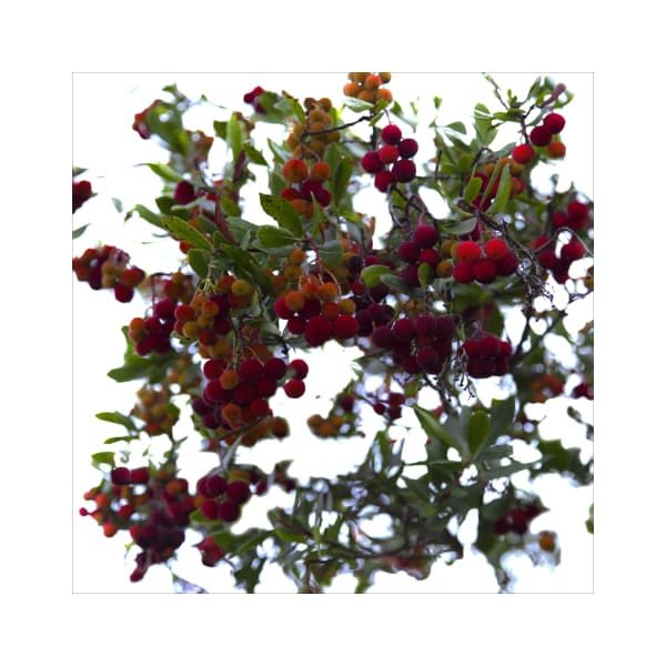 Ralf Peters, Yangmei (Chinese Balls) #234, 2017