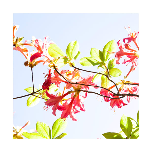 Ralf Peters, SWEETS 75 MO, 2024